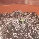 Critical Kush Auto Outdoor Grow