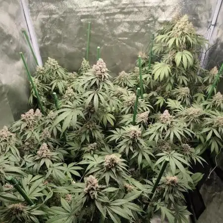 GrowerPrašivec