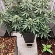bonboni #3