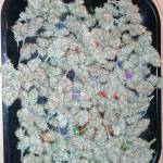 Fastbuds strains 