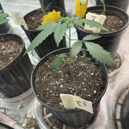 Super Boof - Barney’s Farm