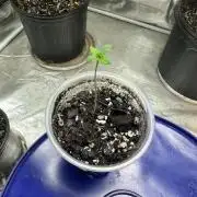 Blucifer - Irie Genetics