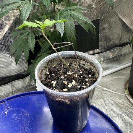 Blucifer - Irie Genetics