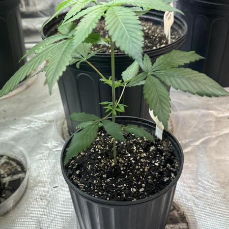 Super Boof - Barney’s Farm