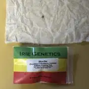 Blucifer - Irie Genetics