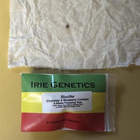 Blucifer - Irie Genetics