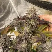 Mambow Juice (Mambaz x Rainbow Zangria)