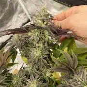 Mambow Juice (Mambaz x Rainbow Zangria)