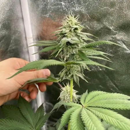 German Cookie Casket/Cherry Poppers grow