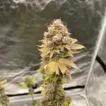 German Cookie Casket/Cherry Poppers grow