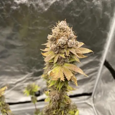 German Cookie Casket/Cherry Poppers grow