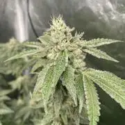 Gassy Bastard / Mambow Juice