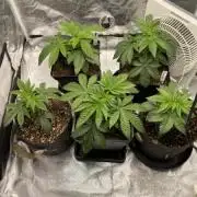 Tunaverse / Mambow Juice - regular seeds