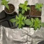 Tunaverse / Mambow Juice - regular seeds