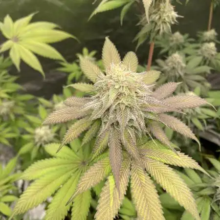 German Cookie Casket/Cherry Poppers grow