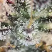 Mambow Juice (Mambaz x Rainbow Zangria)