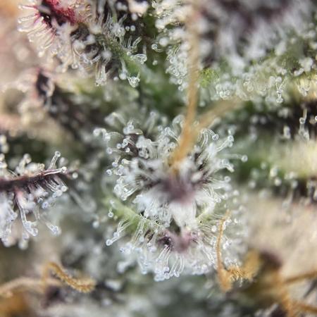 Mambow Juice (Mambaz x Rainbow Zangria)