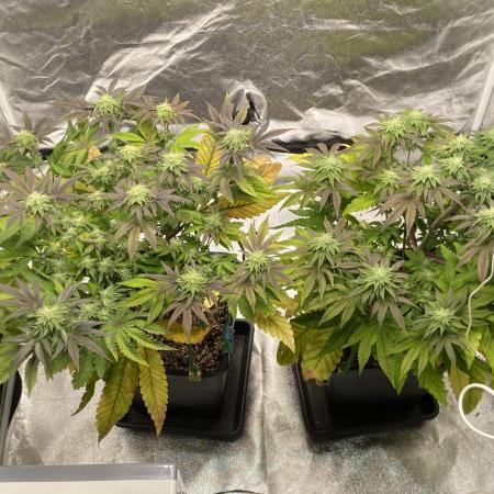 Tunaverse / Mambow Juice - regular seeds