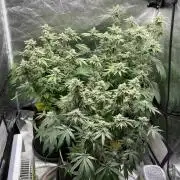 Gassy Bastard / Mambow Juice