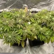 Tunaverse / Mambow Juice - regular seeds