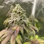 German Cookie Casket/Cherry Poppers grow