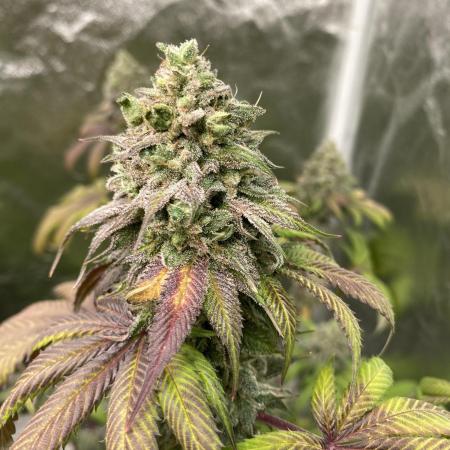 German Cookie Casket/Cherry Poppers grow