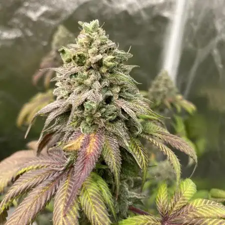 German Cookie Casket/Cherry Poppers grow