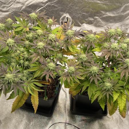 Tunaverse / Mambow Juice - regular seeds