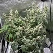 Gassy Bastard / Mambow Juice