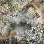 German Cookie Casket/Cherry Poppers grow