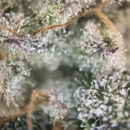 German Cookie Casket/Cherry Poppers grow