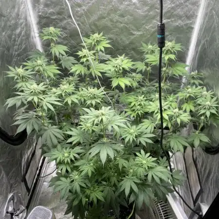 German Cookie Casket/Cherry Poppers grow