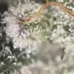 German Cookie Casket/Cherry Poppers grow