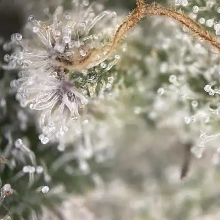 German Cookie Casket/Cherry Poppers grow