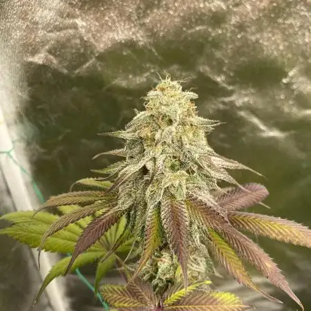 German Cookie Casket/Cherry Poppers grow