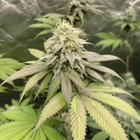 German Cookie Casket/Cherry Poppers grow