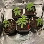 Tunaverse / Mambow Juice - regular seeds