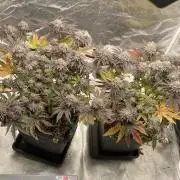 Mambow Juice (Mambaz x Rainbow Zangria)