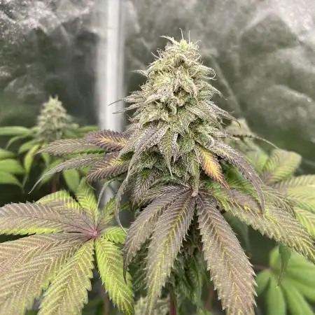 German Cookie Casket/Cherry Poppers grow