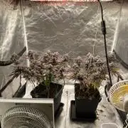 Mambow Juice (Mambaz x Rainbow Zangria)