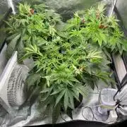Gassy Bastard / Mambow Juice