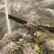 Mambow Juice (Mambaz x Rainbow Zangria)