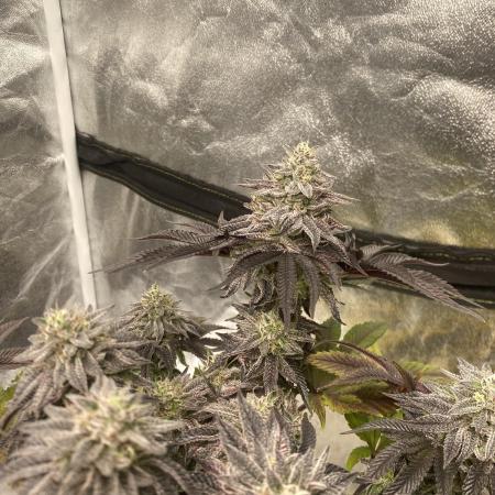 Mambow Juice (Mambaz x Rainbow Zangria)