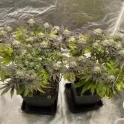 Mambow Juice (Mambaz x Rainbow Zangria)