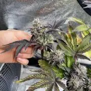 Mambow Juice (Mambaz x Rainbow Zangria)