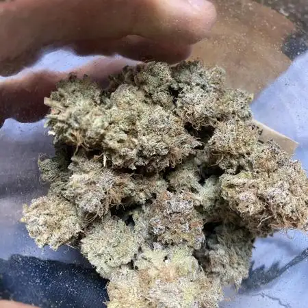 German Cookie Casket/Cherry Poppers grow