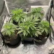 Tunaverse / Mambow Juice - regular seeds