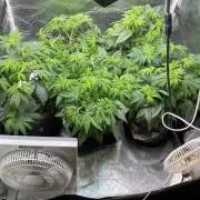 Tunaverse / Mambow Juice - regular seeds