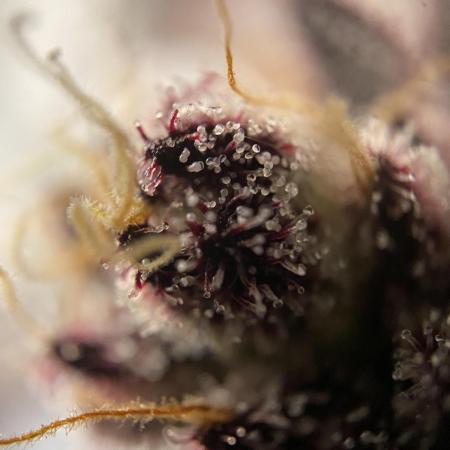 Mambow Juice (Mambaz x Rainbow Zangria)