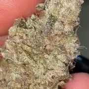 Gassy Bastard / Mambow Juice